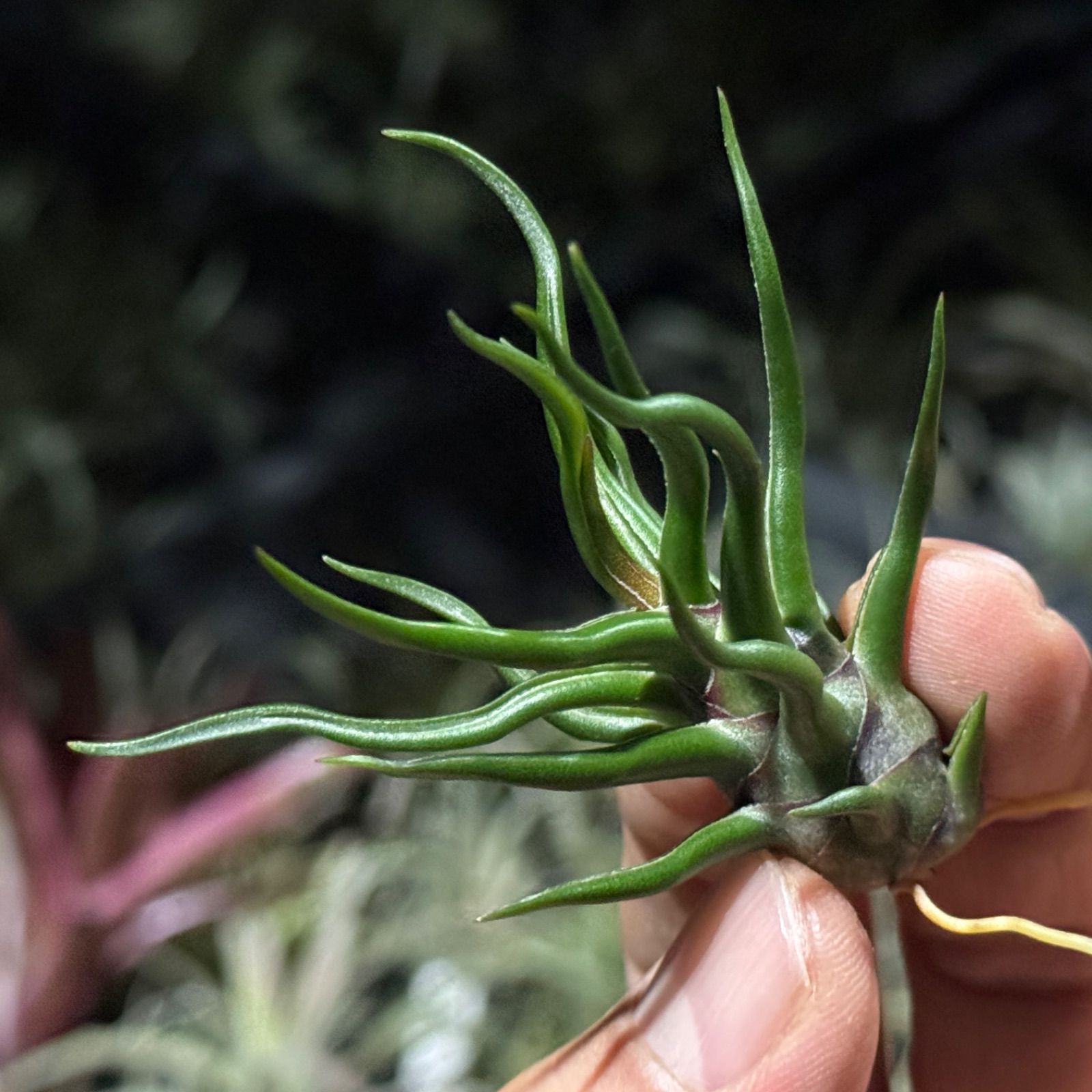 現品＊ 極上＊ チランジア ブルボーサ タイニーダンサー Tillandsia