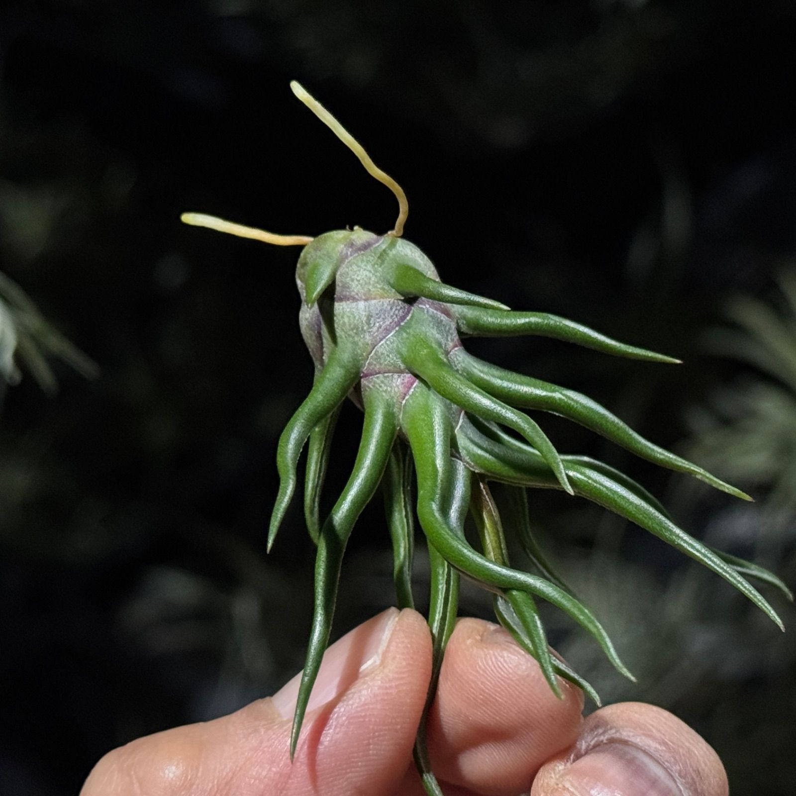現品＊ 極上＊ チランジア ブルボーサ タイニーダンサー Tillandsia