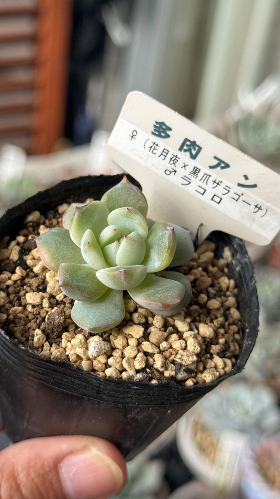 多肉植物 多肉アンさん苗 (花月夜x黒爪ザラゴーサ)xラコロ 札なし