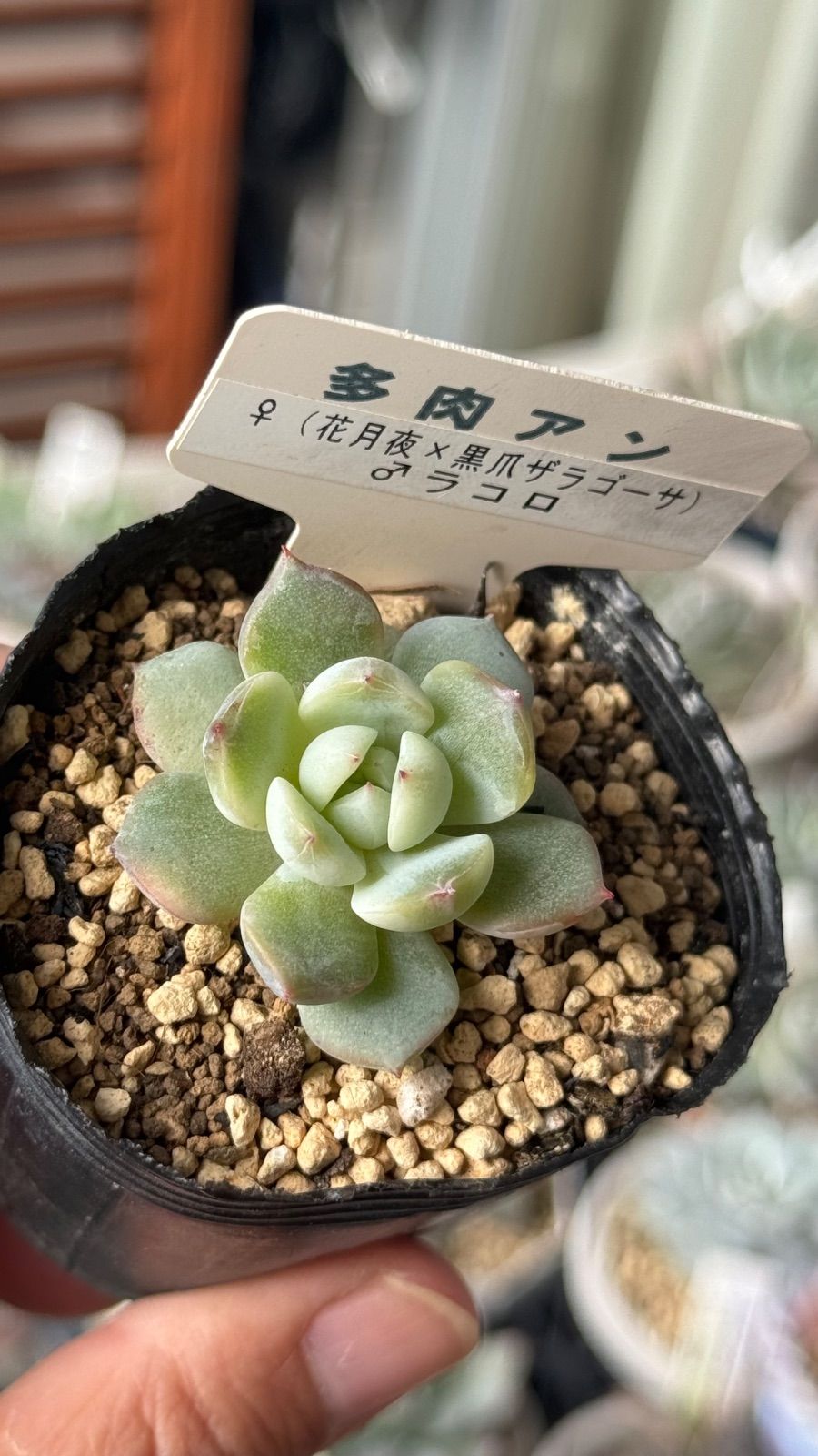 多肉植物 多肉アンさん苗 (花月夜x黒爪ザラゴーサ)xラコロ 札なし