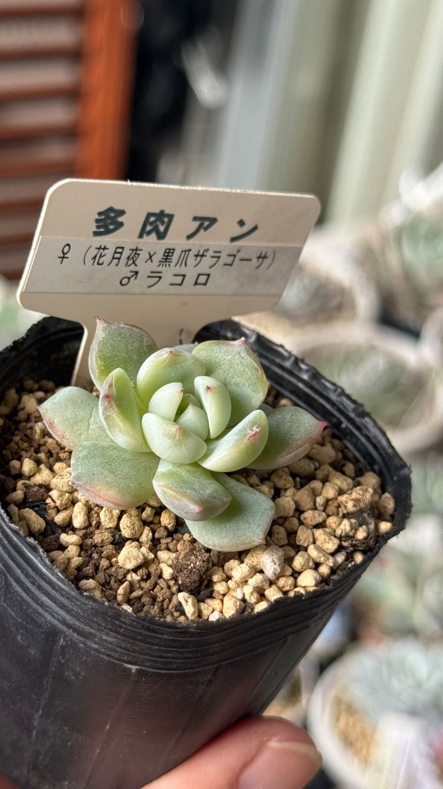 多肉植物 多肉アンさん苗 (花月夜x黒爪ザラゴーサ)xラコロ 札なし