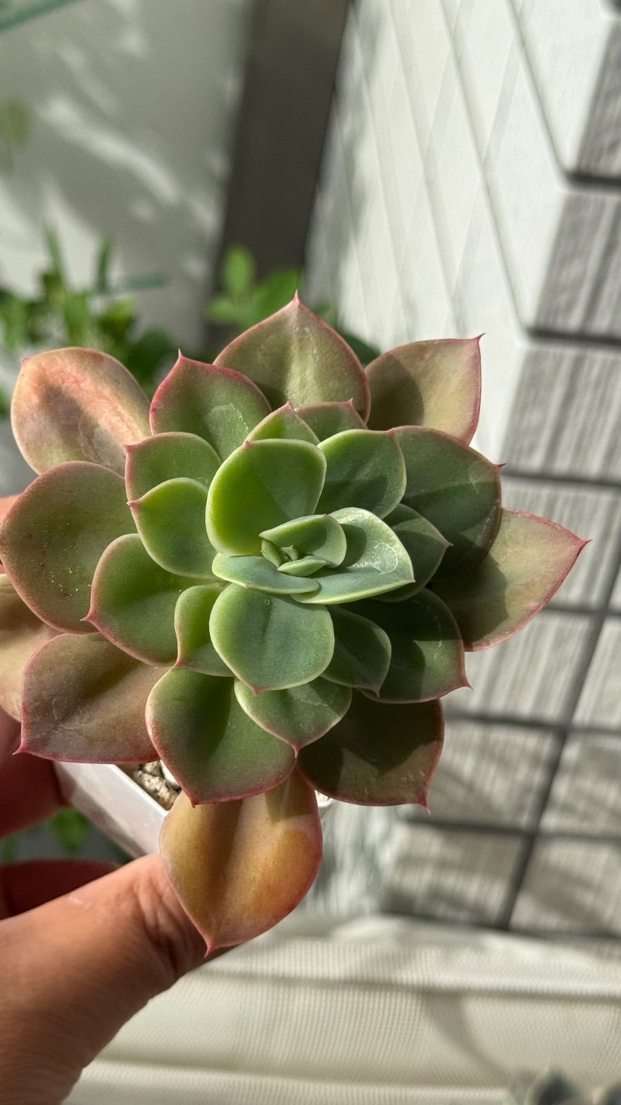 多肉植物 錦玉園さん苗 パリダhyb 札付き - メルカリ