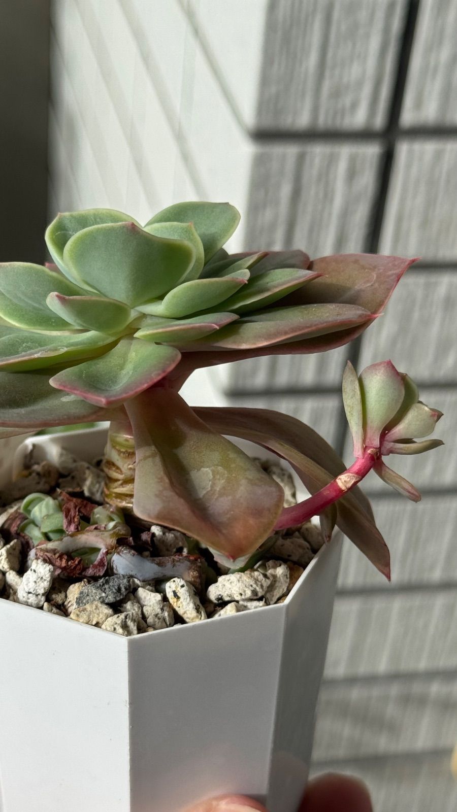 多肉植物 錦玉園さん苗 パリダhyb 札付き - メルカリ