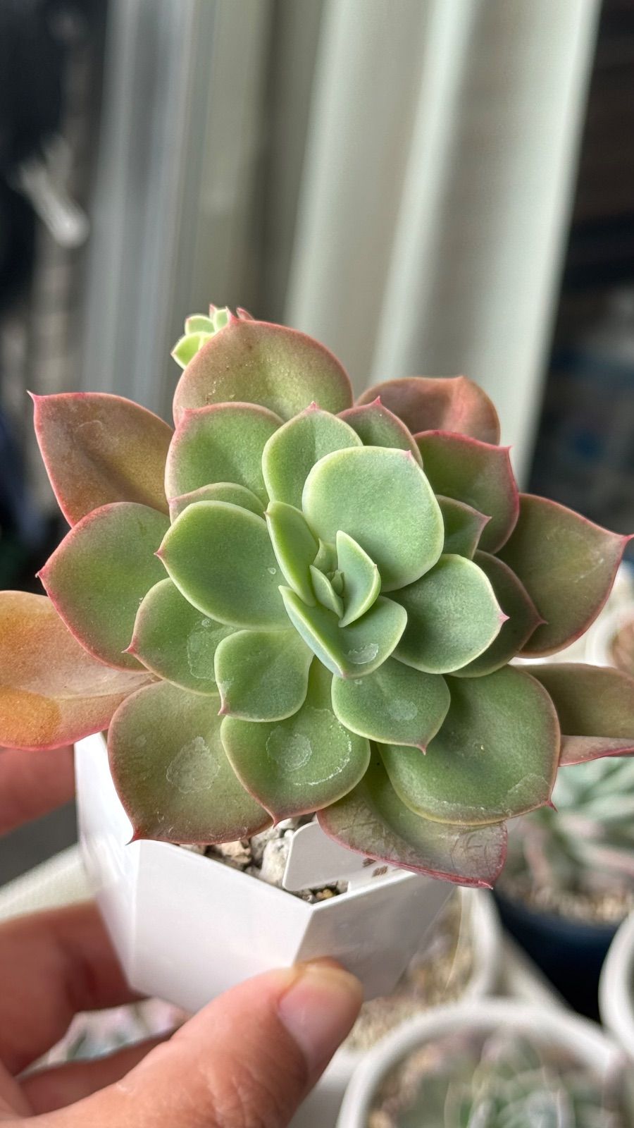 多肉植物 錦玉園さん苗 パリダhyb 札付き - メルカリ