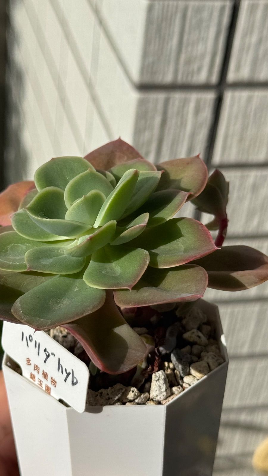 多肉植物 錦玉園さん苗 パリダhyb 札付き - メルカリ