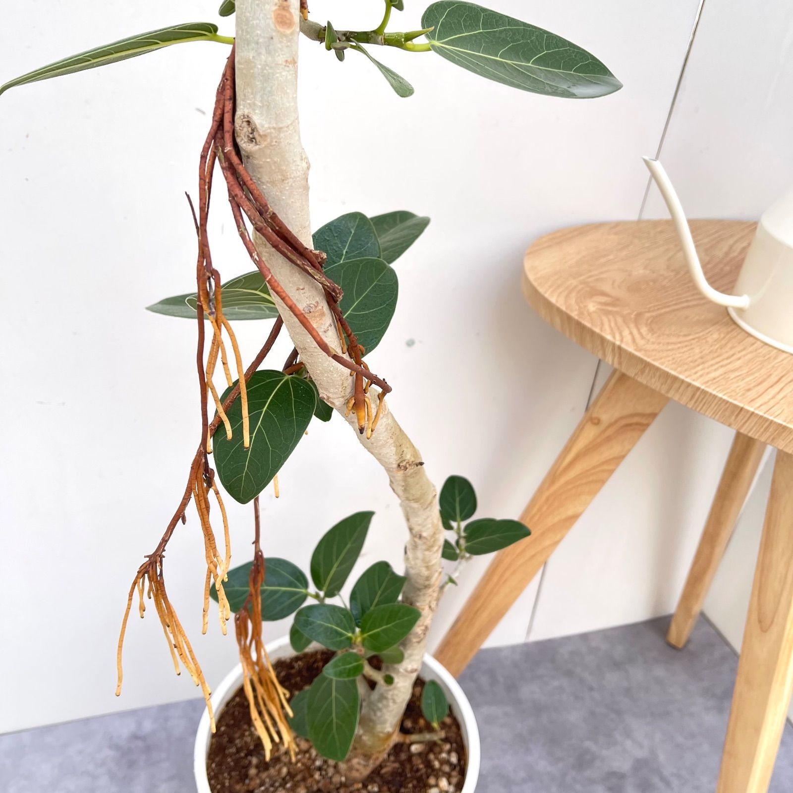 フィカス ベンガレンシス 曲がり 22【現品】観葉植物 大型 公式 室内