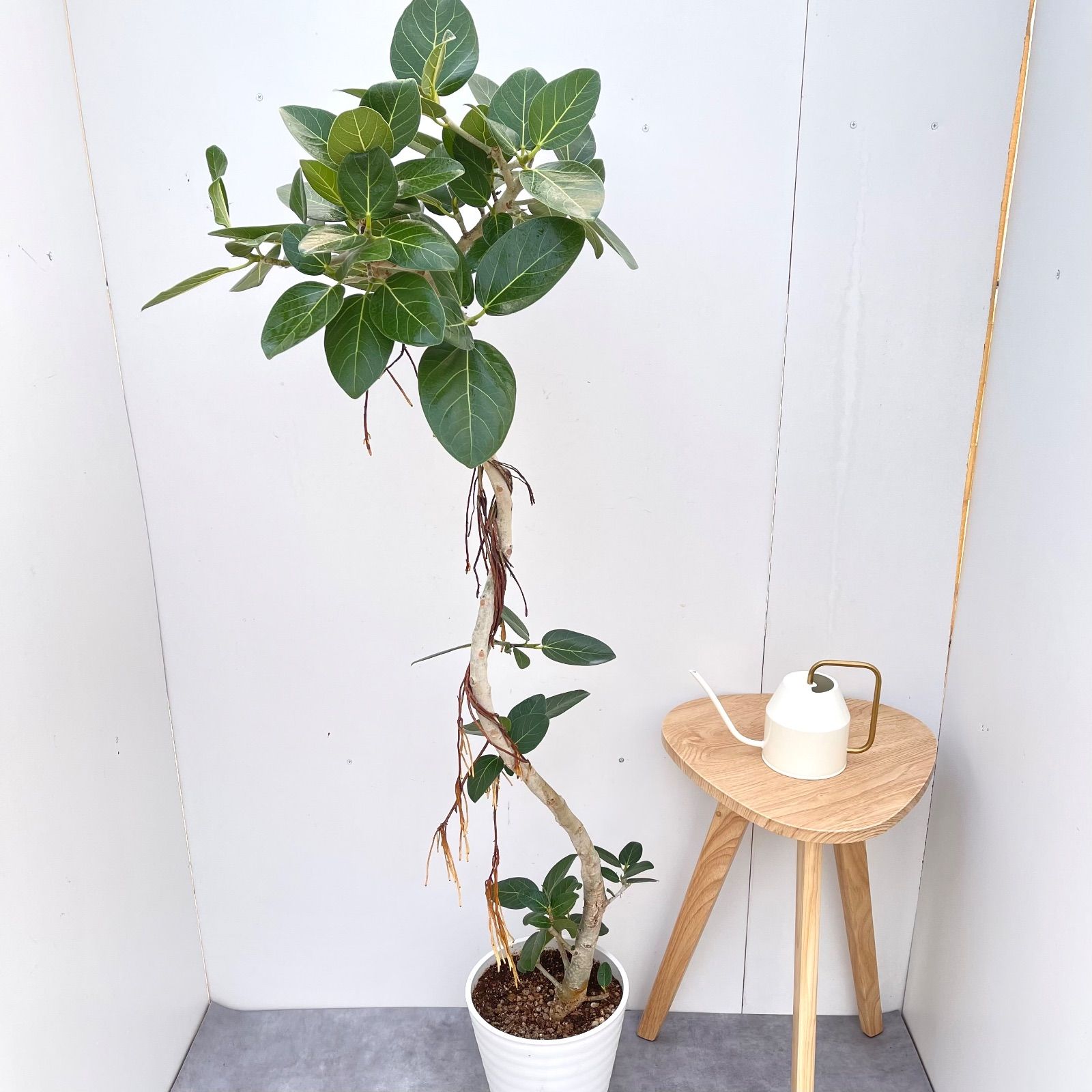 フィカス ベンガレンシス 曲がり 22【現品】観葉植物 大型 室内 - メルカリ