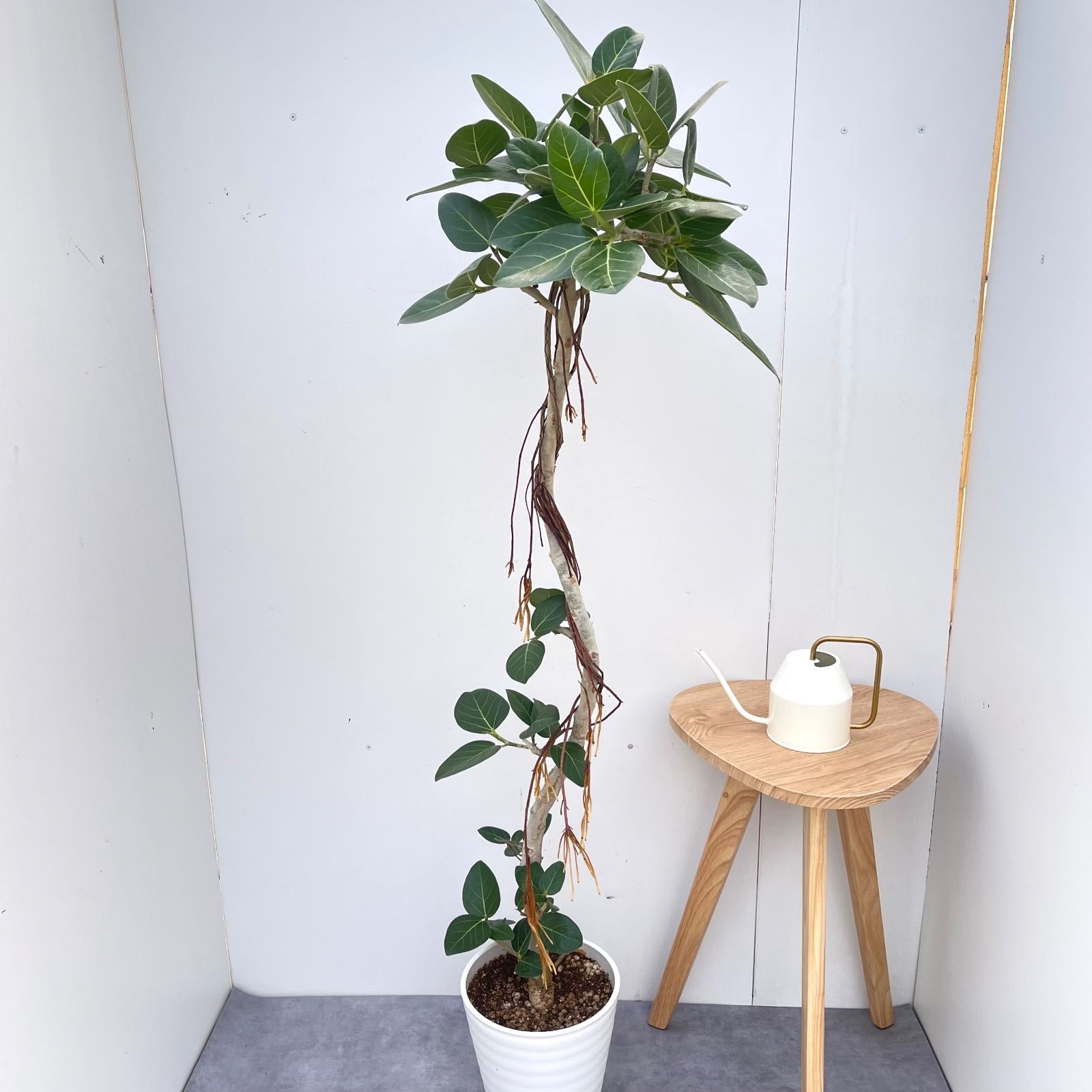 フィカス ベンガレンシス 曲がり 22【現品】観葉植物 大型 公式 室内