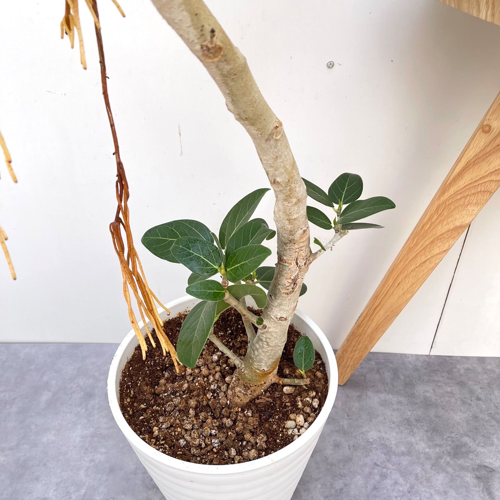 フィカス ベンガレンシス 曲がり 22【現品】観葉植物 大型 公式 室内