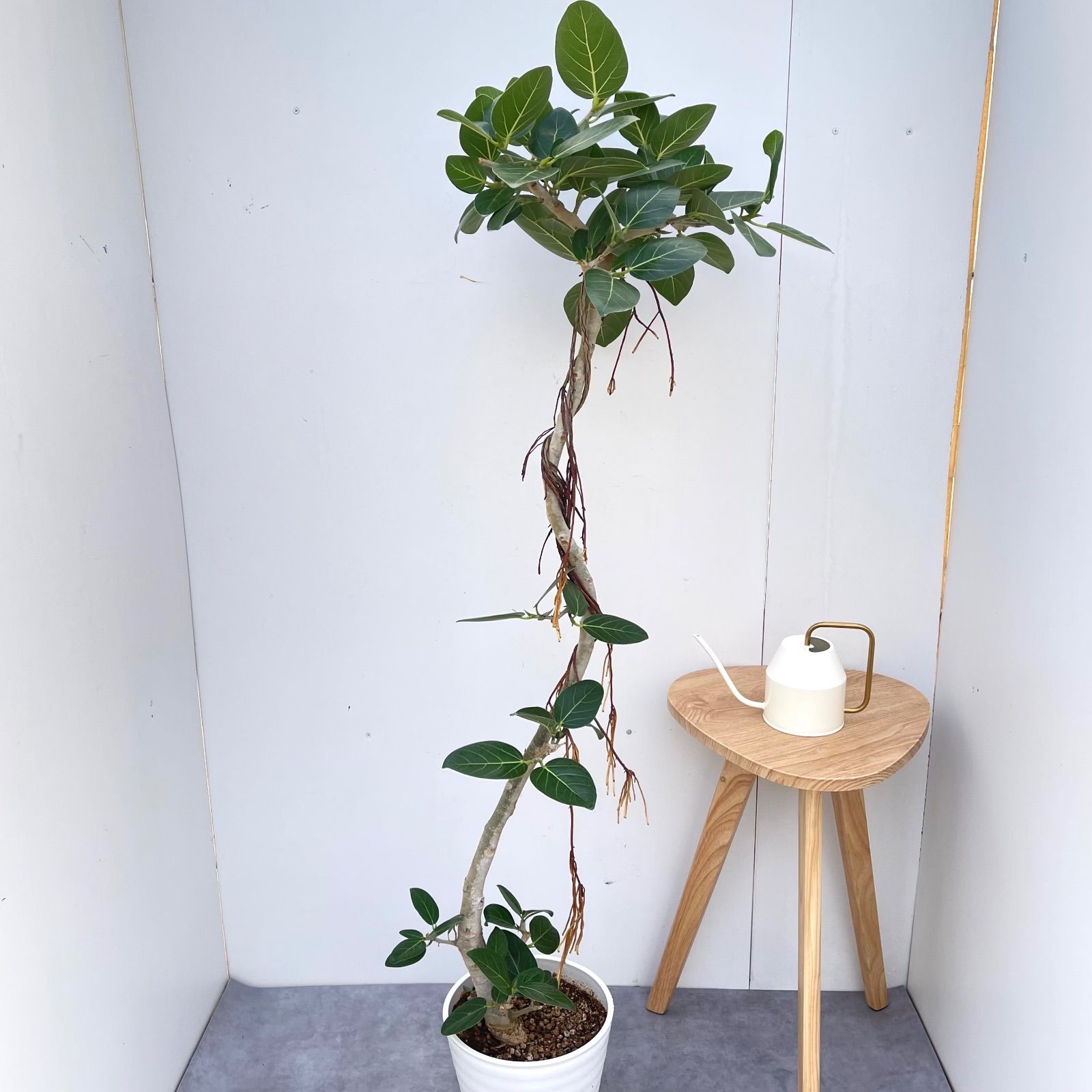 フィカス ベンガレンシス 曲がり 22【現品】観葉植物 大型 公式 室内