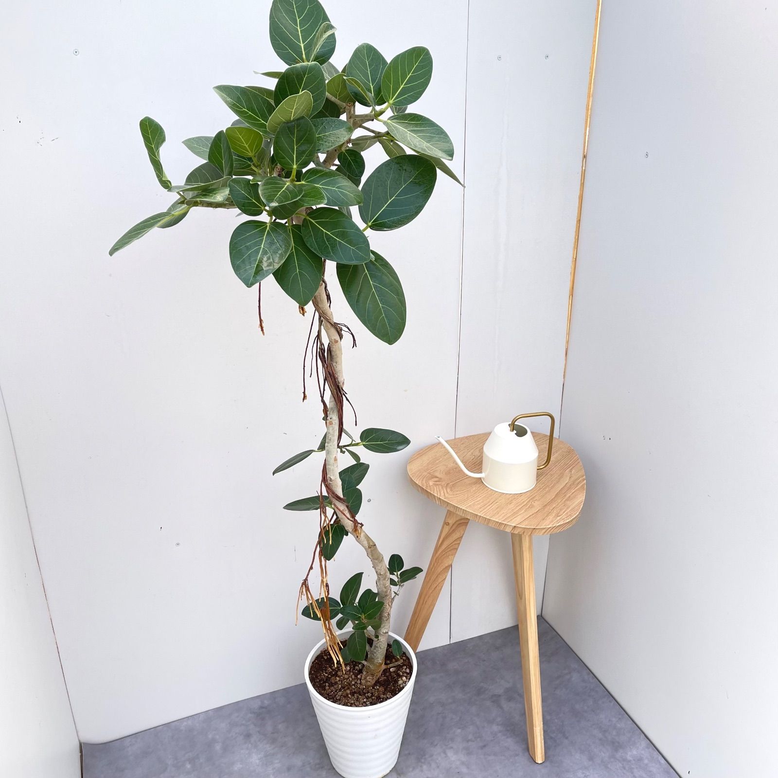 フィカス ベンガレンシス 曲がり 22【現品】観葉植物 大型 室内 - メルカリ