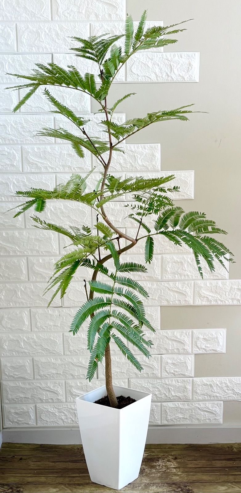 エバーフレッシュ⭐️曲がり⭐️約125cm エバーフレッシュ⭐️曲がり 観葉植物 - メルカリ