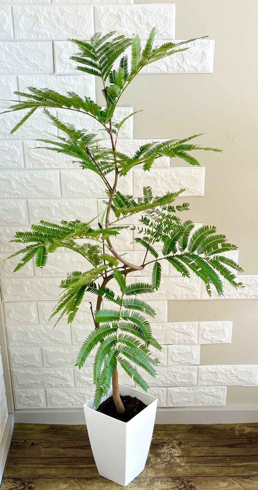 エバーフレッシュ⭐️曲がり 観葉植物 - メルカリ