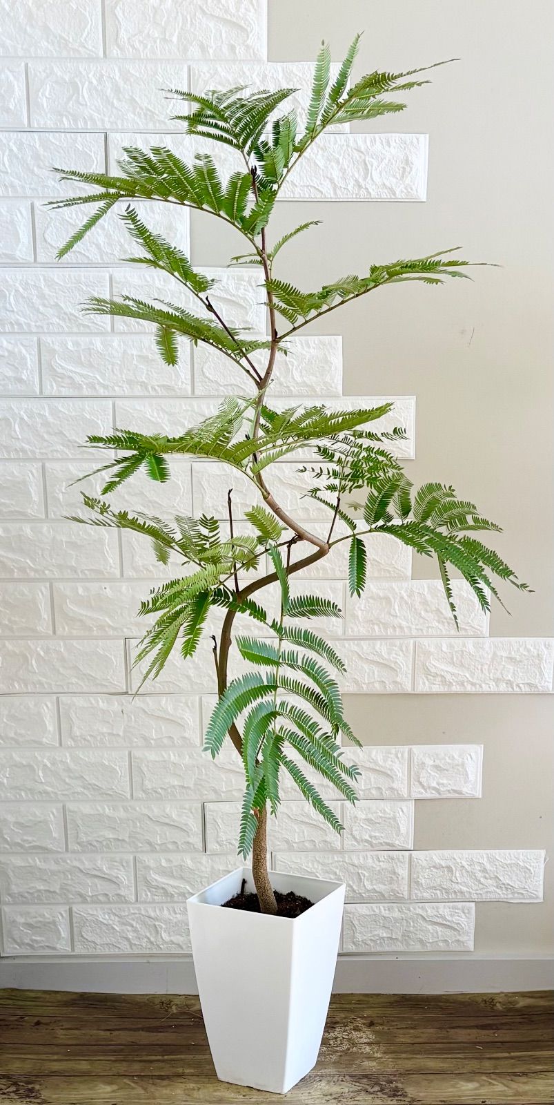 エバーフレッシュ⭐️曲がり 観葉植物 - メルカリ