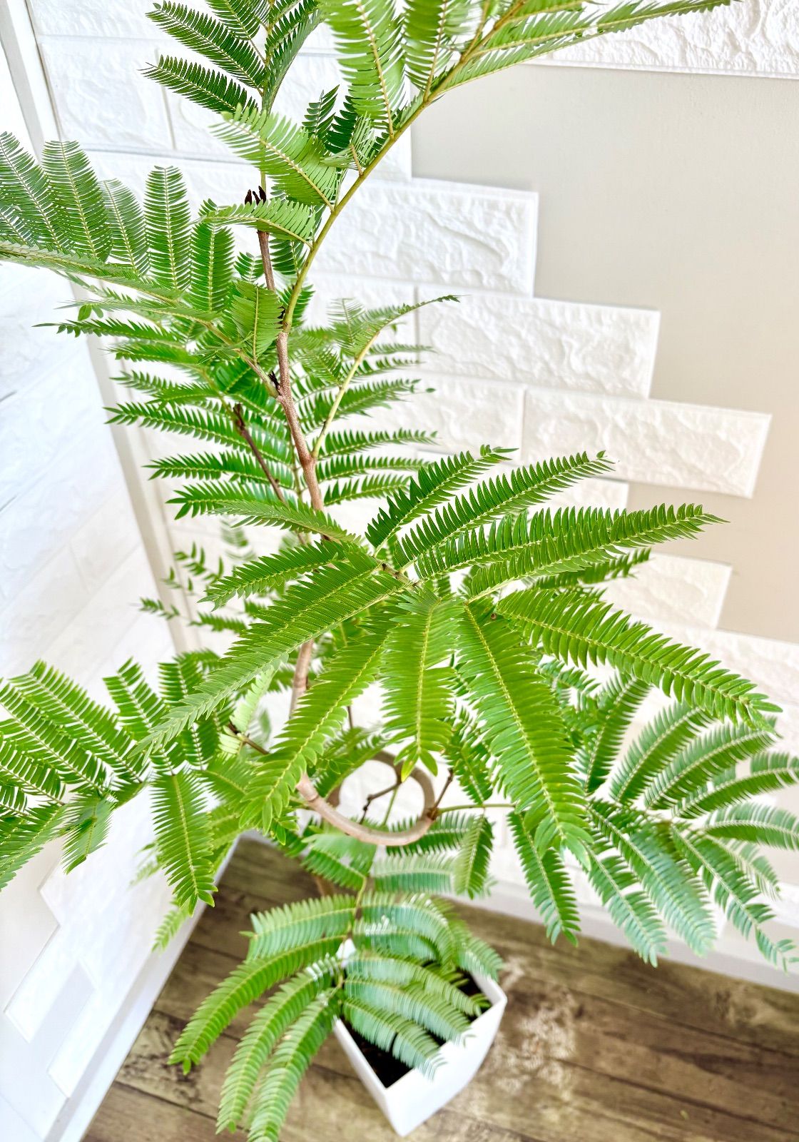 エバーフレッシュ⭐️曲がり 観葉植物 - メルカリ