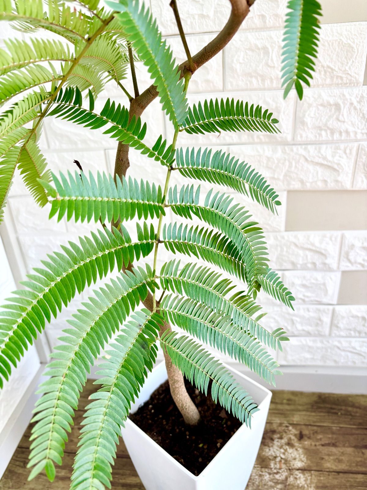 エバーフレッシュ⭐️曲がり⭐️観葉植物 エバーフレッシュ⭐️曲がり 観葉植物 - メルカリ