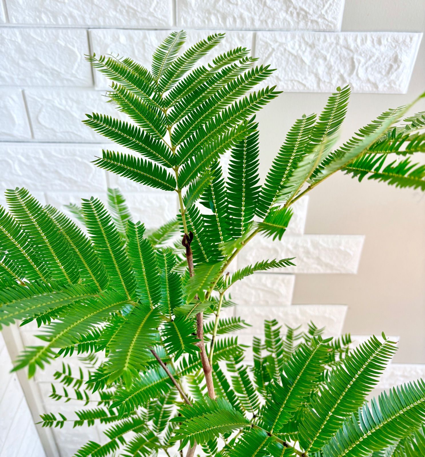 エバーフレッシュ⭐️曲がり 観葉植物 - メルカリ