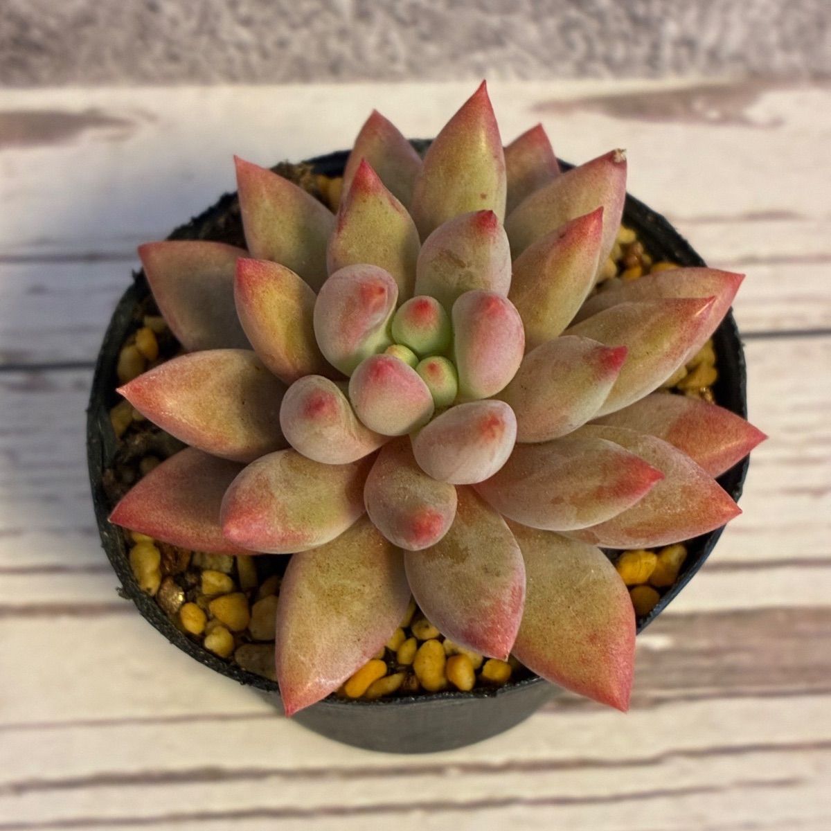 第四種郵便発送】どんぐりぼうや様専用 - メルカリ