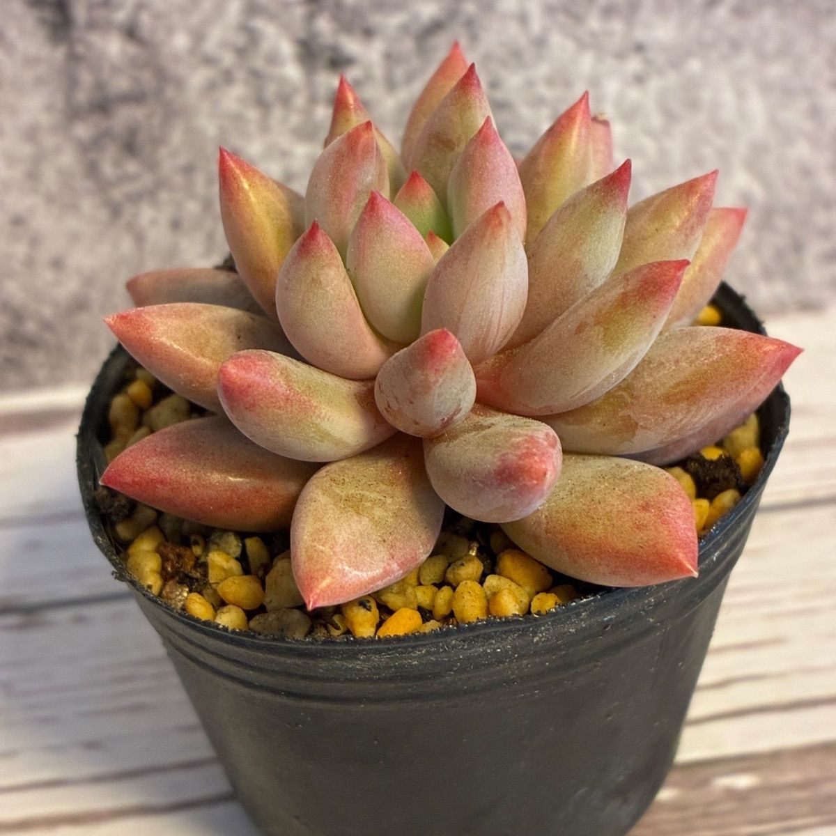 第四種郵便発送】どんぐりぼうや様専用 - メルカリ