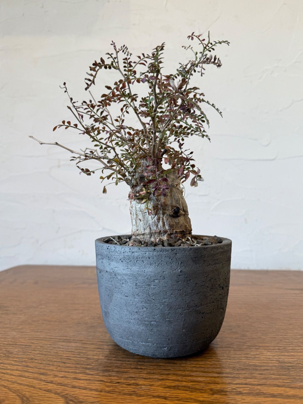 みやび鉢】【美肌白肌】【発根済】オペルクリカリア パキプス - メルカリ