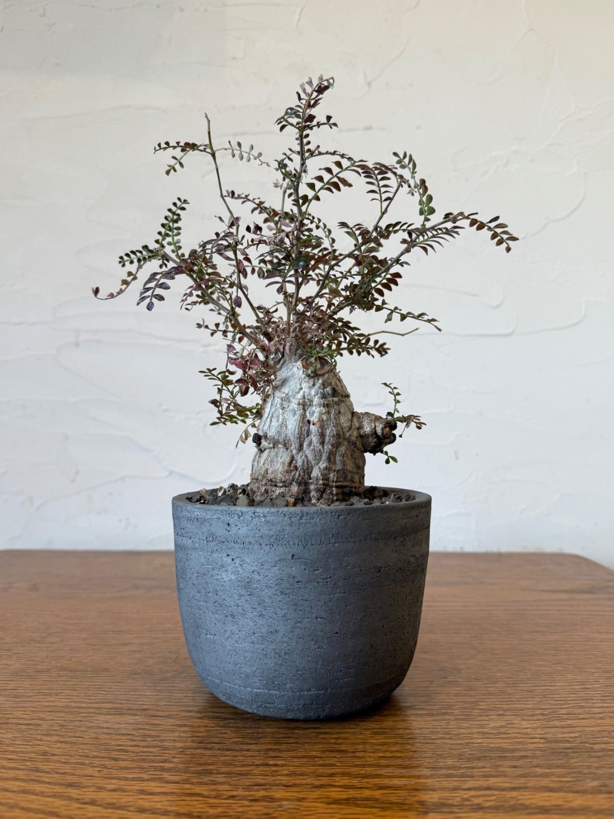 みやび鉢 美肌白肌 発根済 オペルクリカリア パキプス