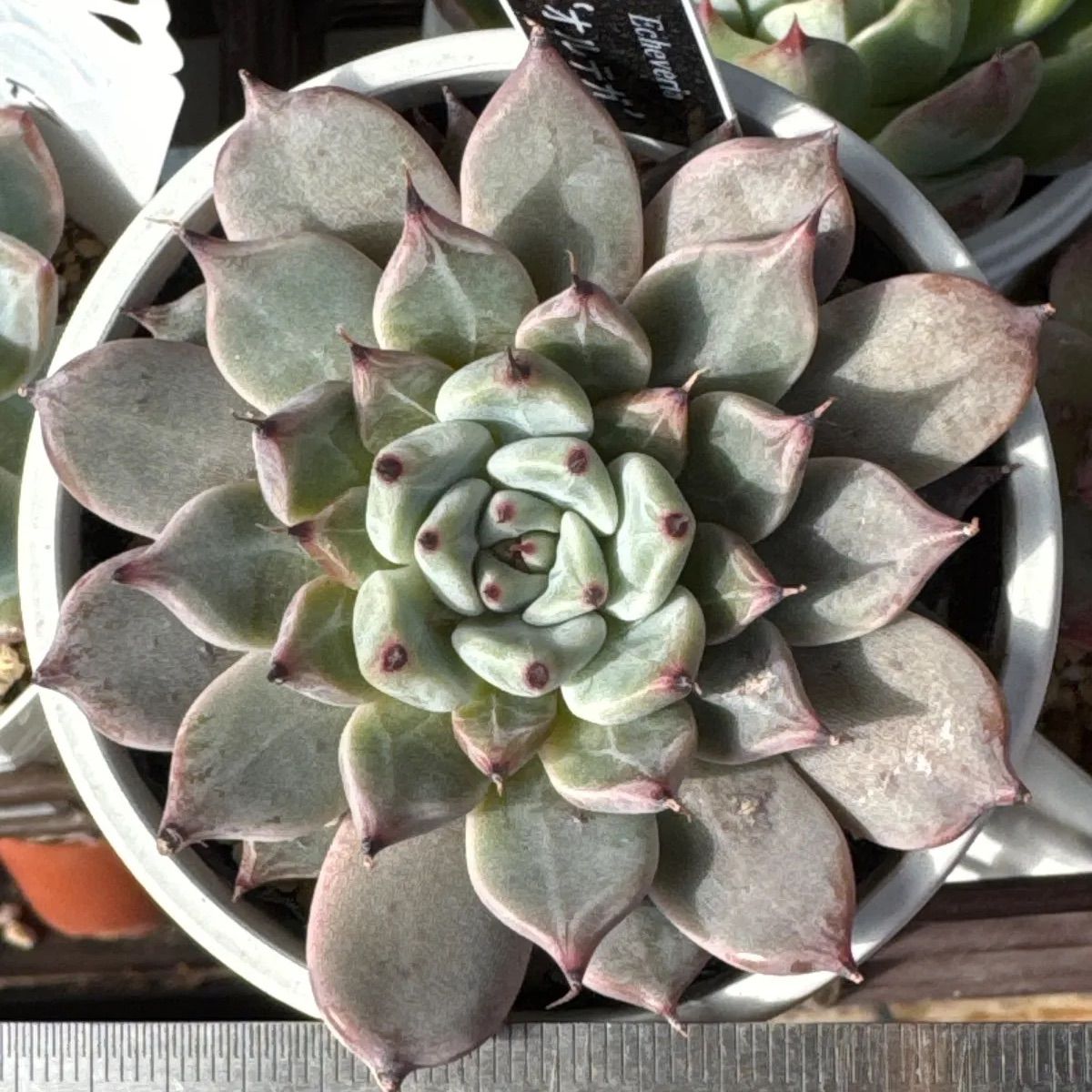 オルテガ❣️優木園さん苗❣️札付き❗️多肉植物 抜き苗 - メルカリ