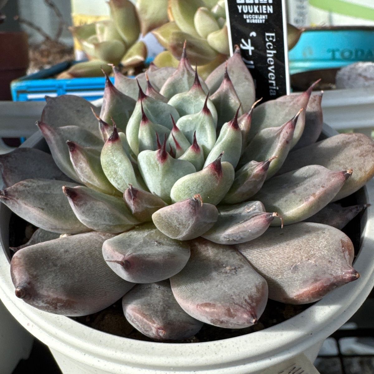 オルテガ❣️優木園さん苗❣️札付き❗️多肉植物 抜き苗 - メルカリ