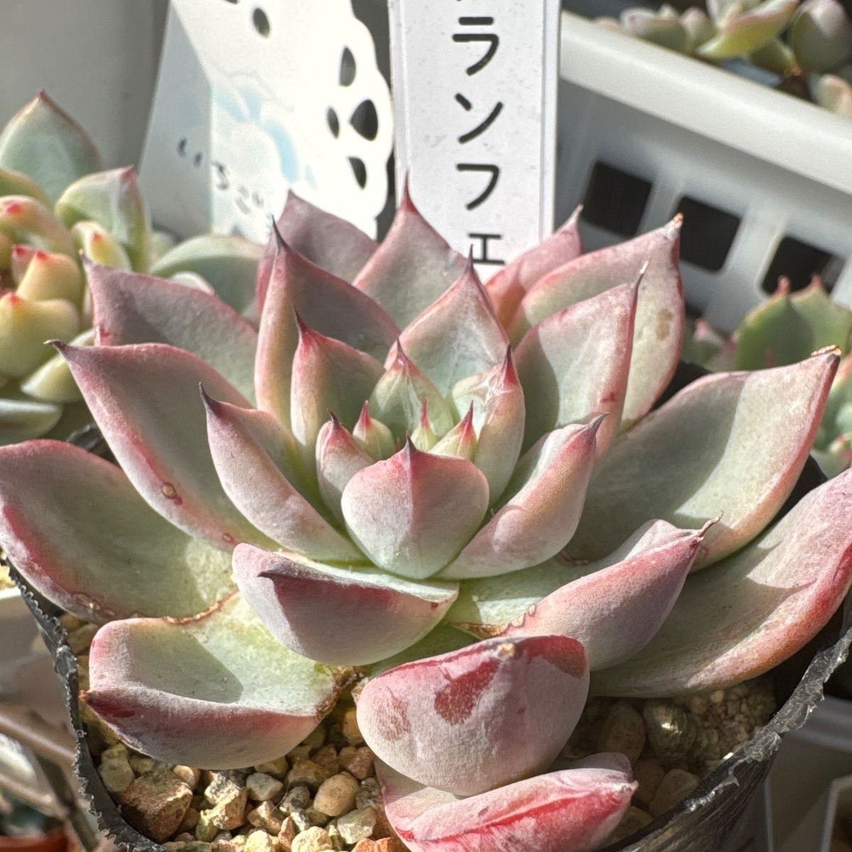 アランフェス❣️札付き❗️多肉植物 抜き苗 - メルカリ