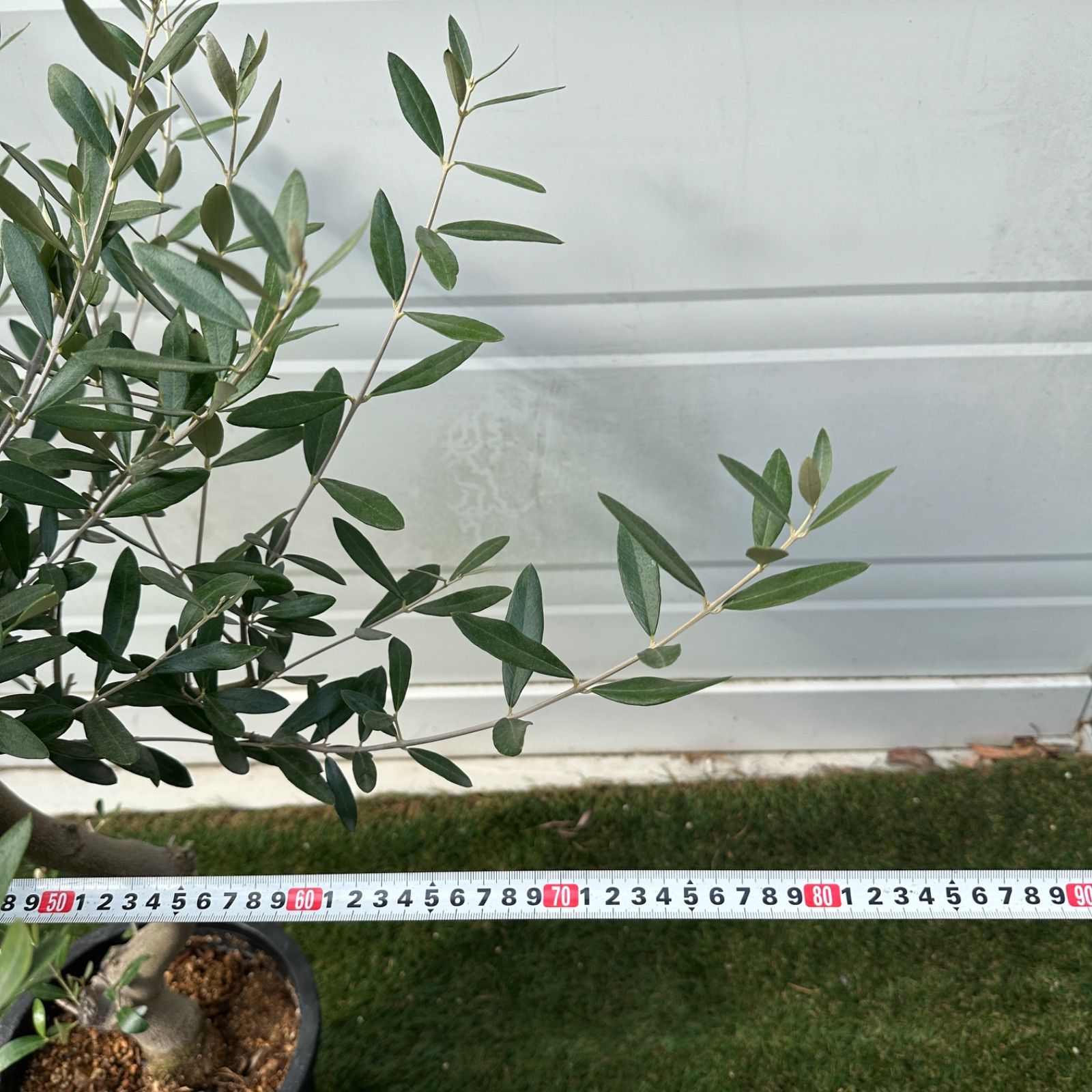 現品】④ 創樹 オリーブ ミッション 7号 美株 souju シンボルツリー