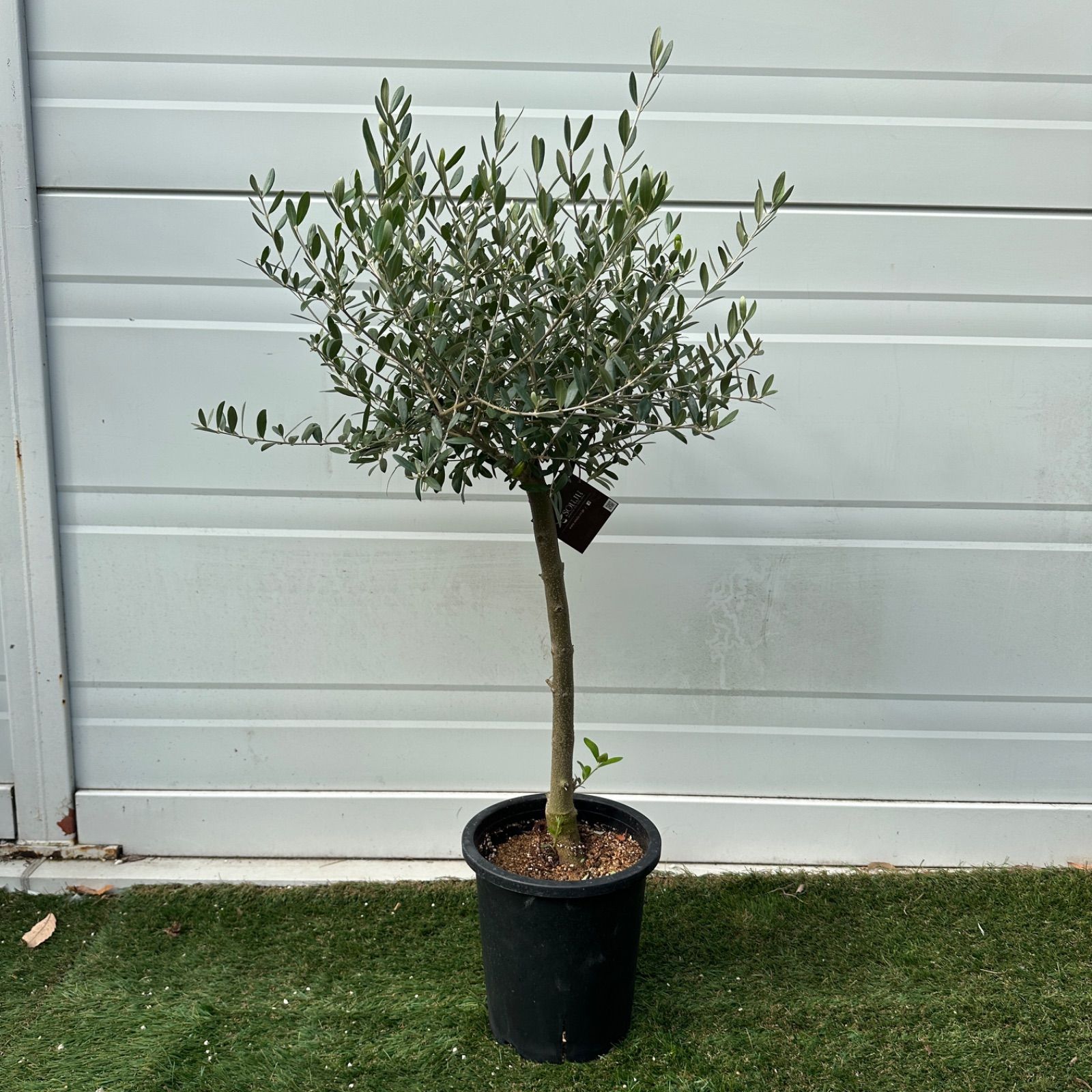 現品】④ 創樹 オリーブ ネバディロブランコ 7号 美株 souju シンボル