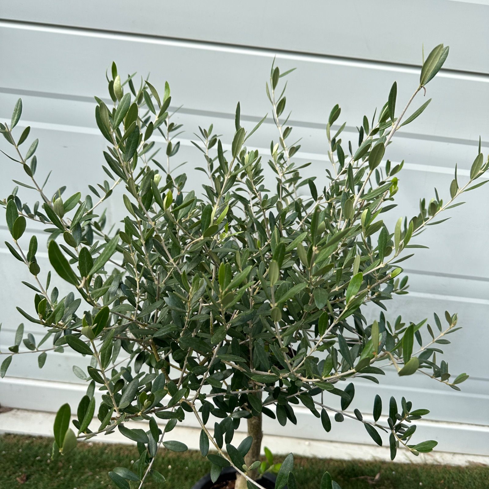 現品】④ 創樹 オリーブ ネバディロブランコ 7号 美株 souju シンボル