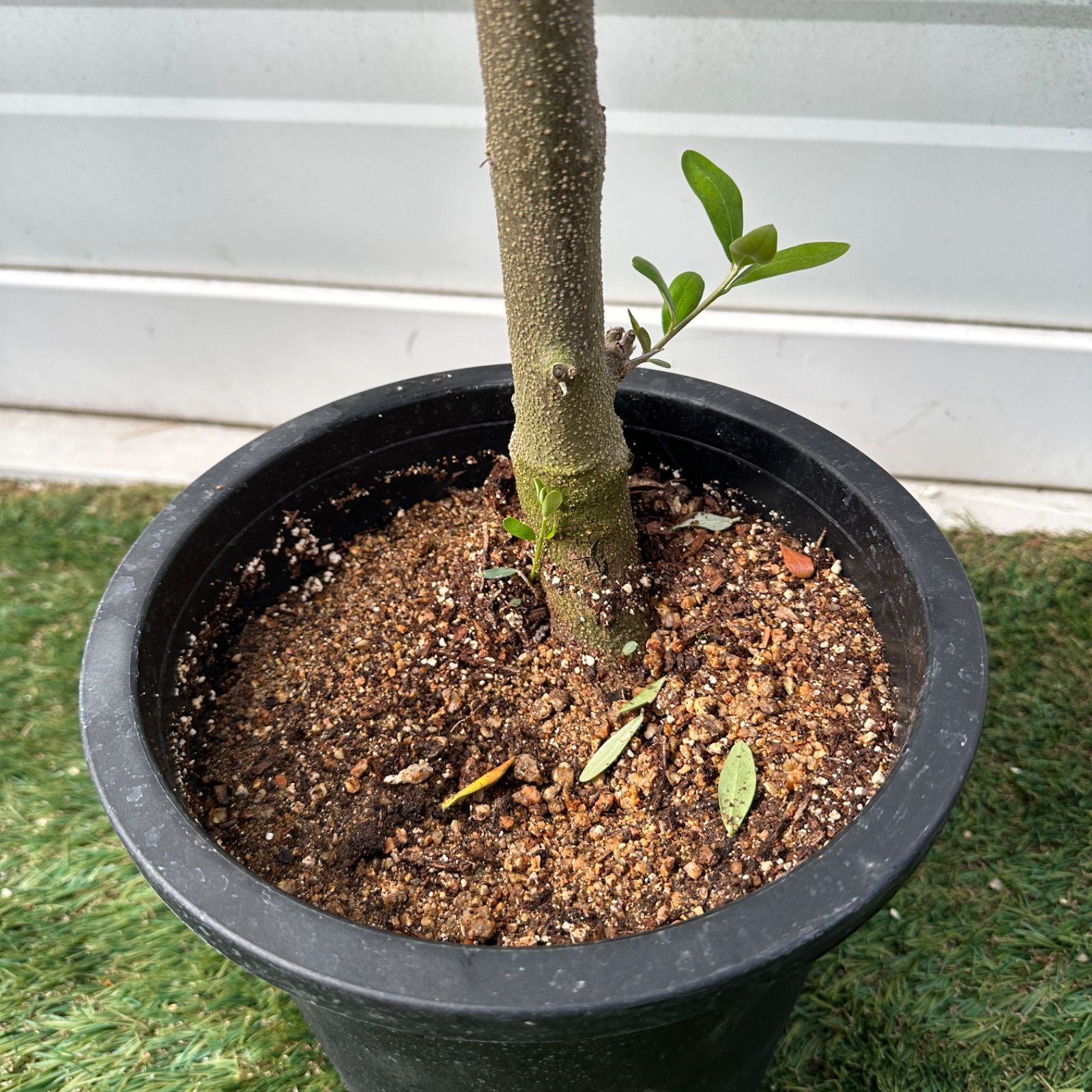 現品】④ 創樹 オリーブ ネバディロブランコ 7号 美株 souju シンボル