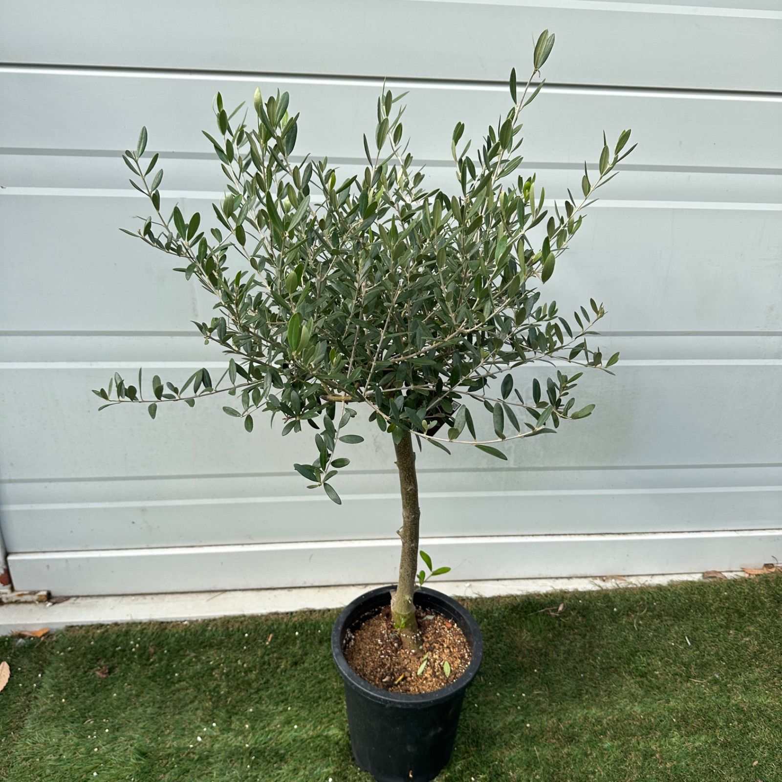 現品】④ 創樹 オリーブ ネバディロブランコ 7号 美株 souju シンボル