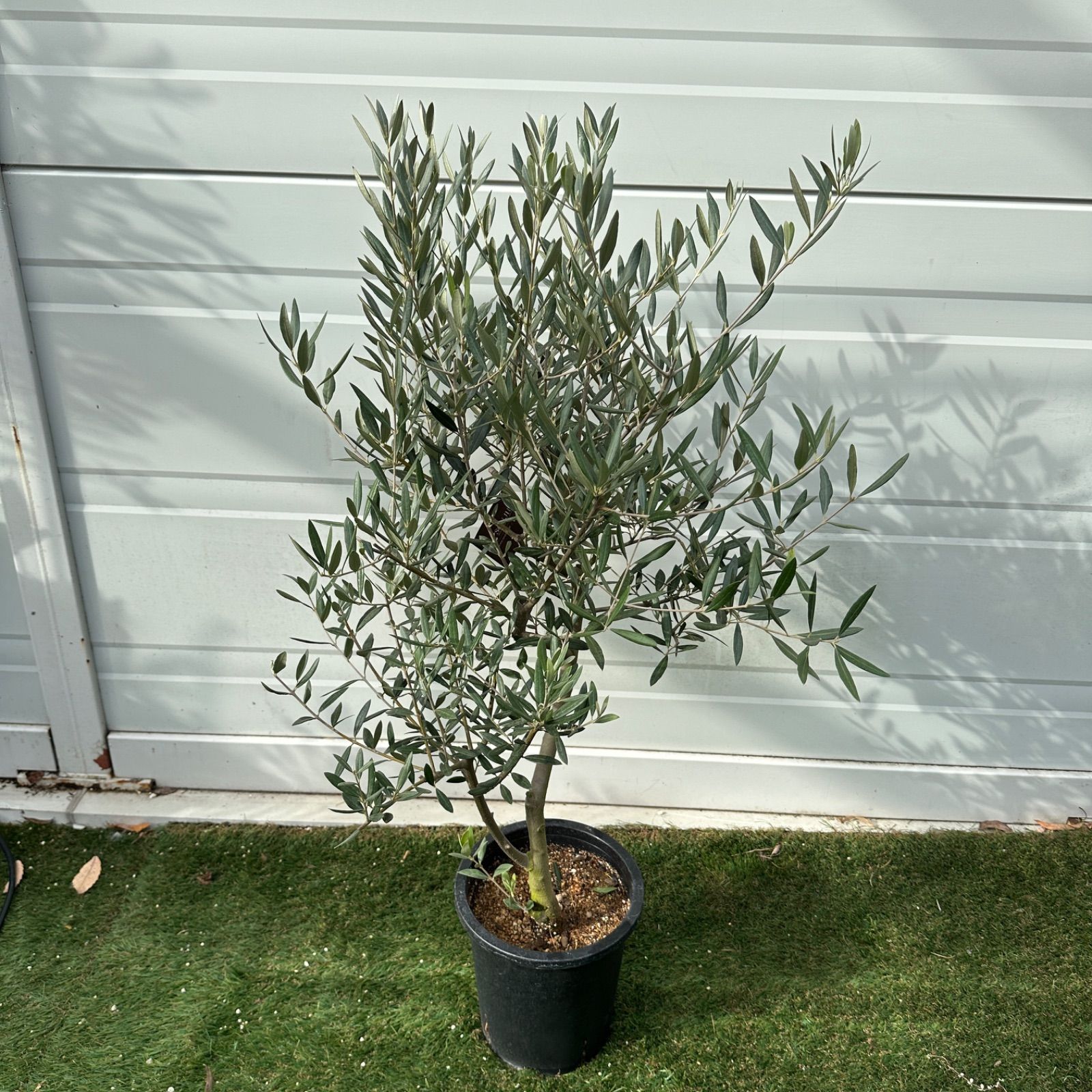 現品】④ 創樹 オリーブ ピクアル 7号 美株 souju シンボルツリー