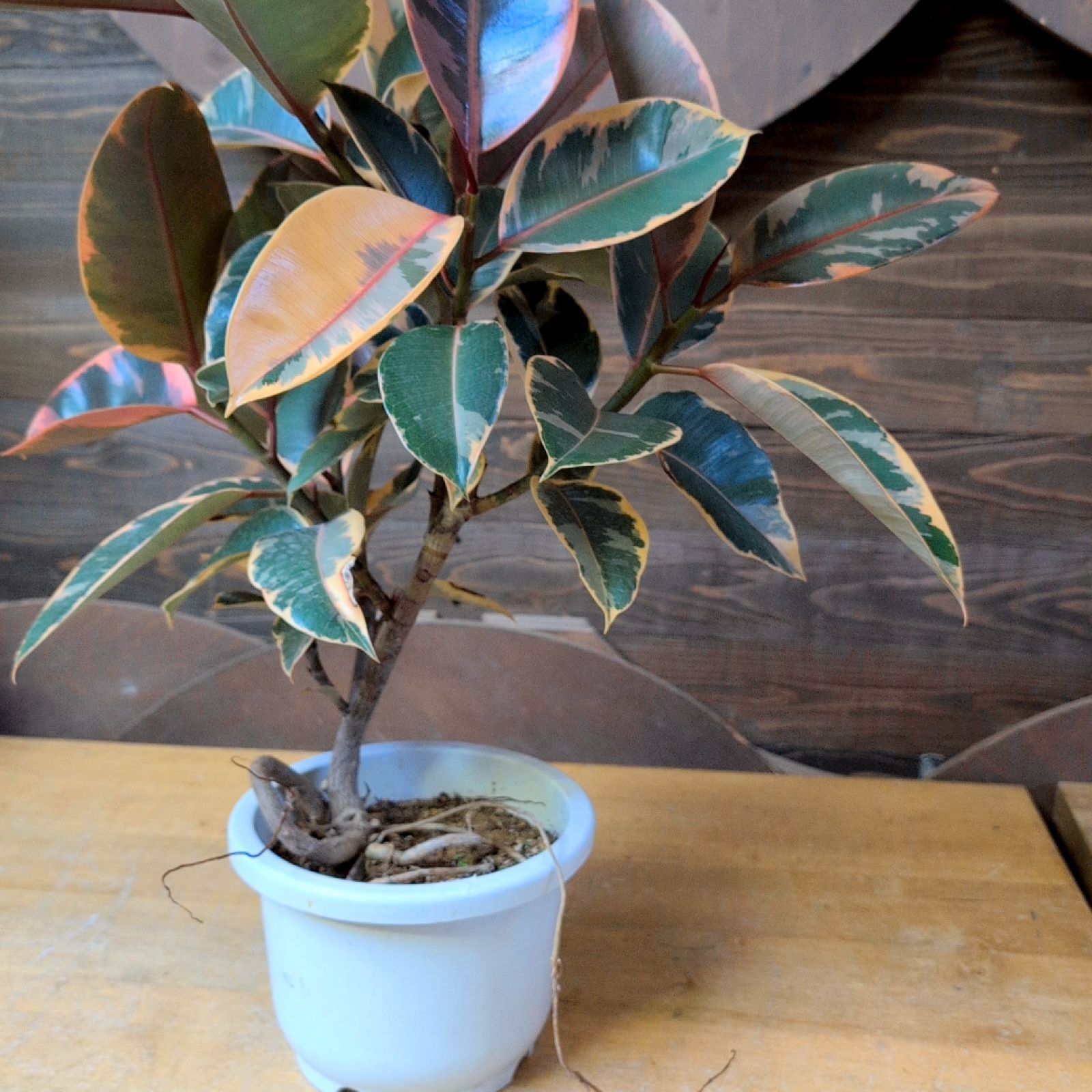 フィカス ルビー【現品】鉢のまま発送 - メルカリ