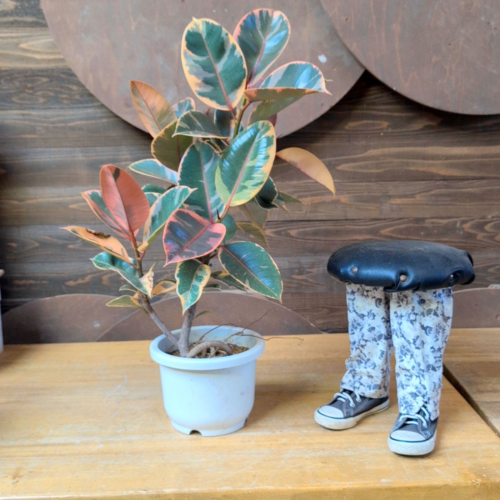 フィカス ルビー 現品 鉢のまま発送