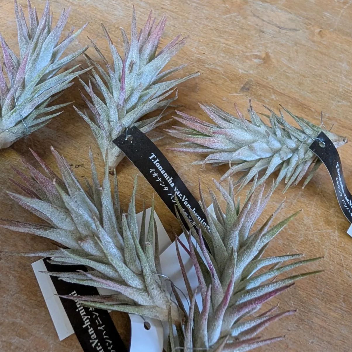 チランジア イオナンタ バンハイニンギー【 1株販売おまかせ特価 】鉢