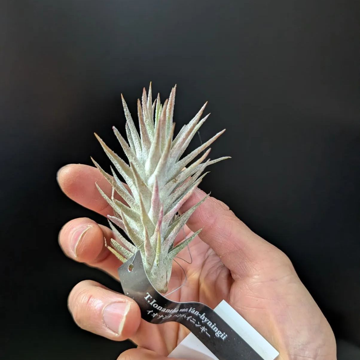 チランジア イオナンタ バンハイニンギー【 1株販売おまかせ特価 】鉢