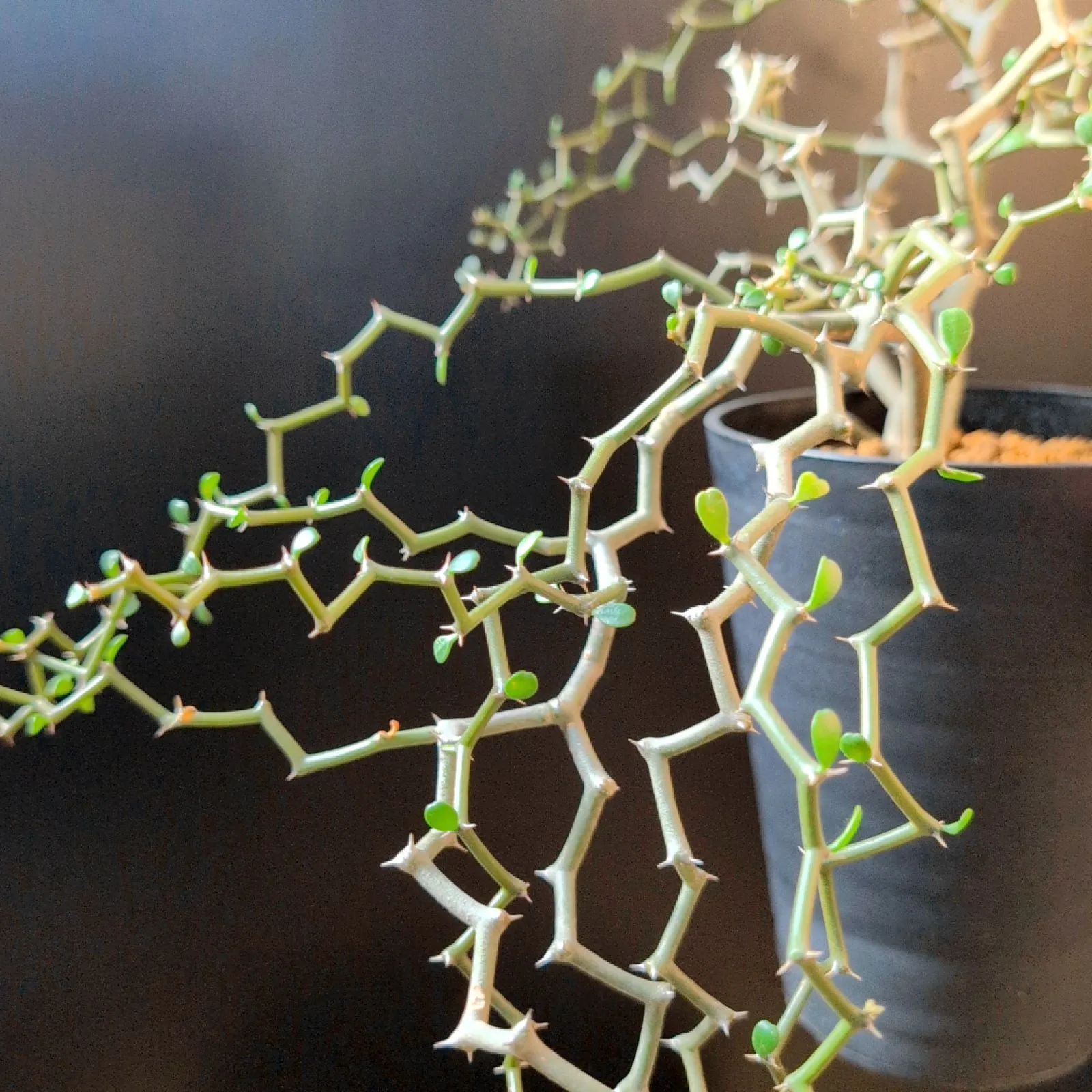 デカリア マダガスカリエンシス【 ジグザグの木 ショップ 】鉢のまま