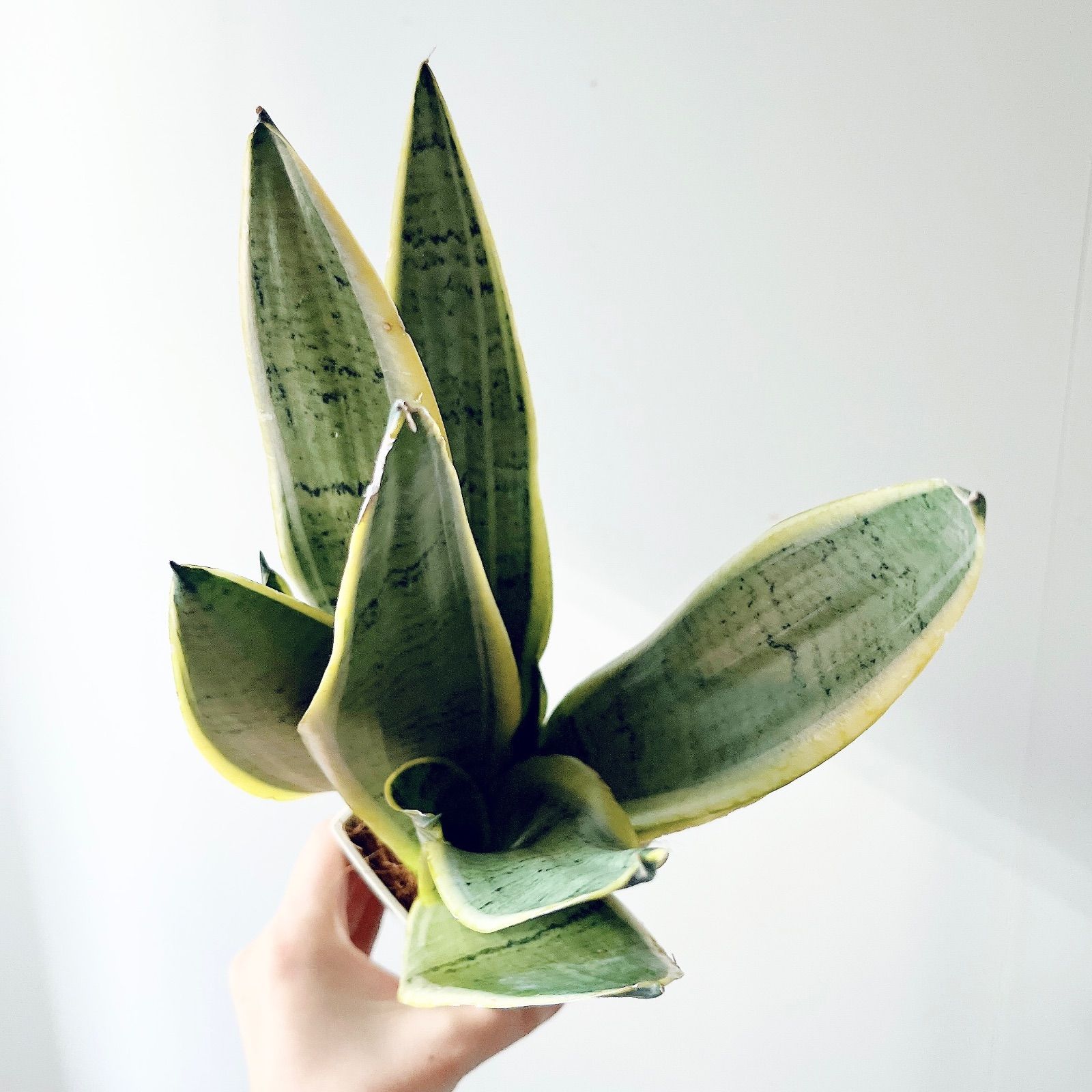 雪のような白斑が美しい新品種 サンスベリア ホワイトスノー calm cafe