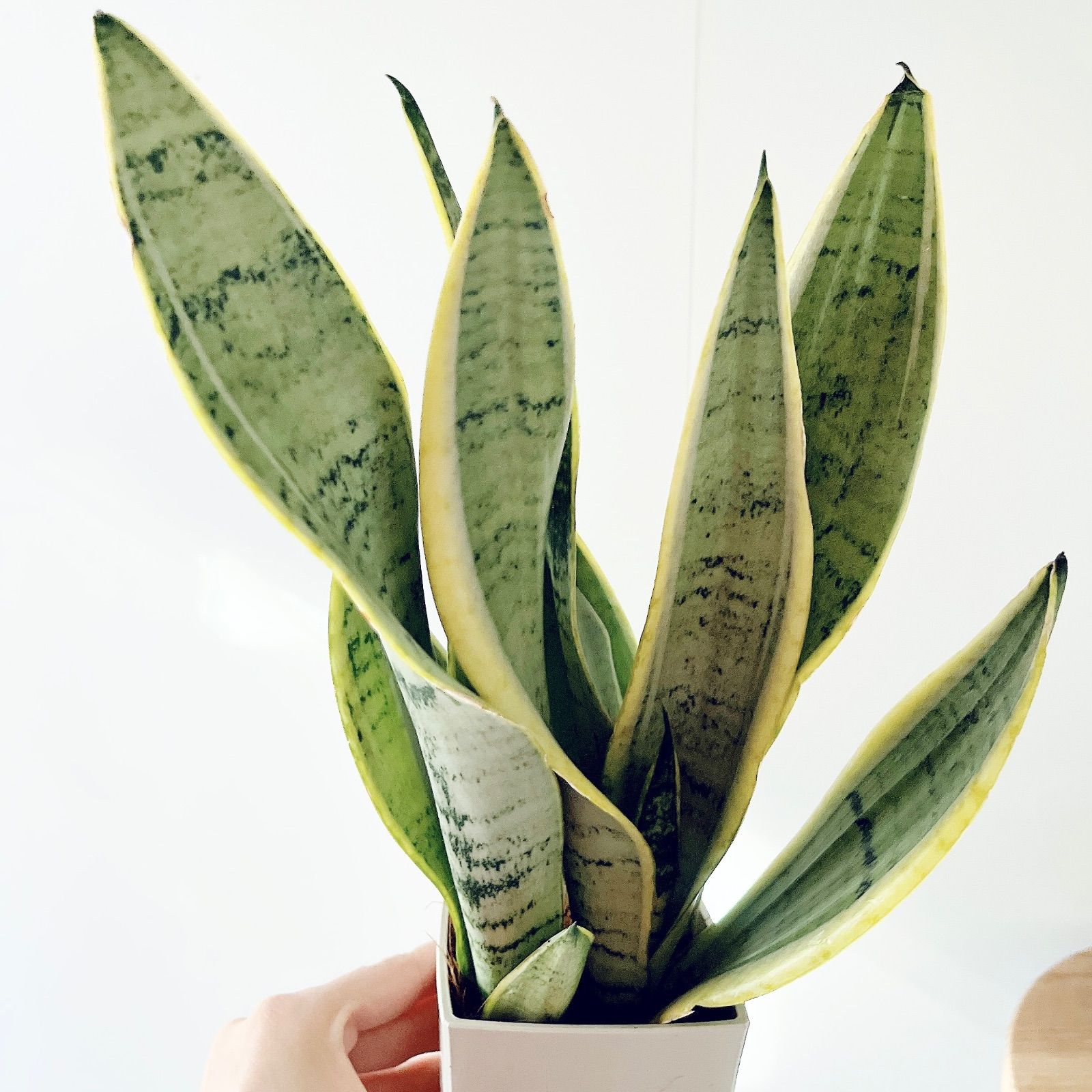 雪のような白斑が美しい新品種 サンスベリア ホワイトスノー calm cafe