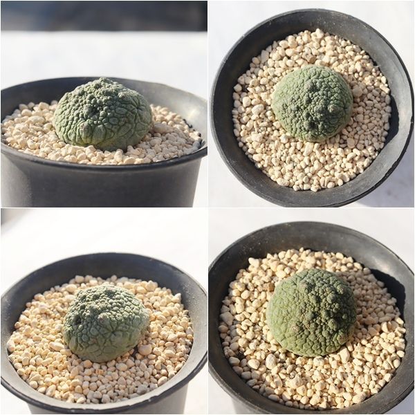 ミギウルティヌス プセウドリトス カラルマ pseud lithos migiurtinus