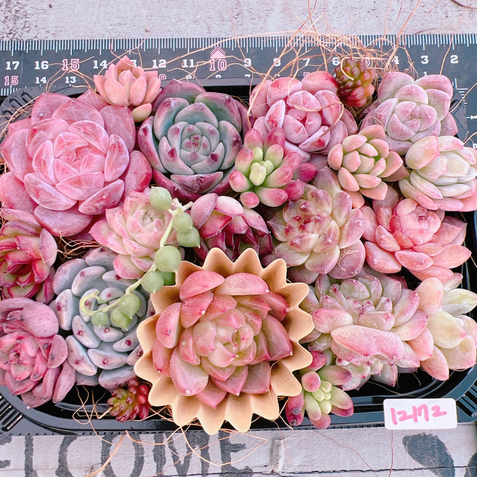 多肉植物 寄せ植えset♡12172※クリアスカイジェニー入り - メルカリ