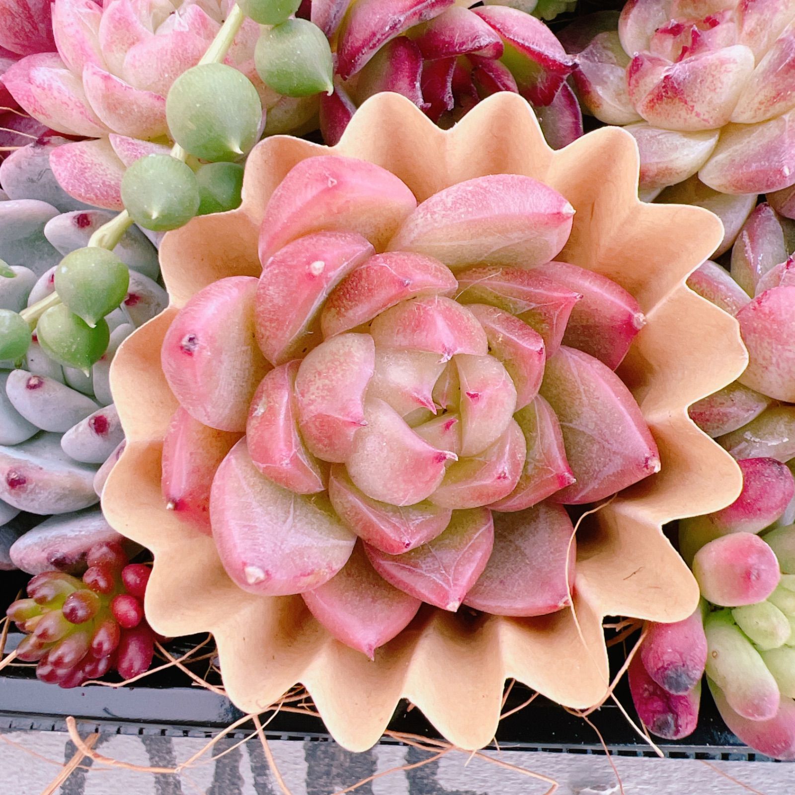 多肉植物 寄せ植えset♡12172※クリアスカイジェニー入り - メルカリ