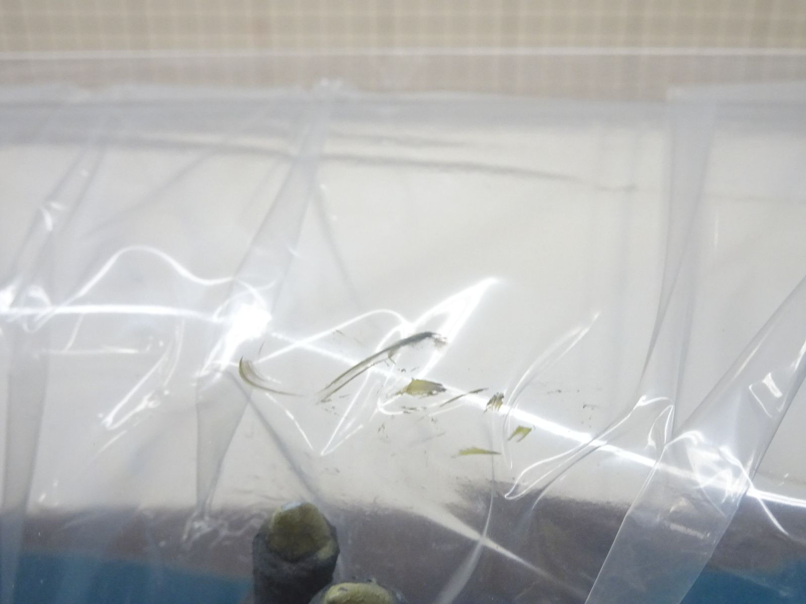 プルーマ 少年リック