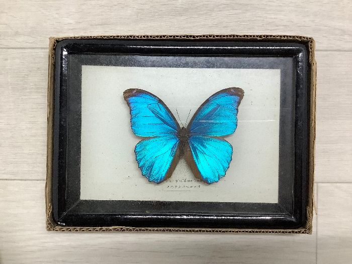 コエポン❗蝶標本‼️ A2 標本 蝶 外国産蝶標本 野外採集品 モルフォ メネラウスモルフォ