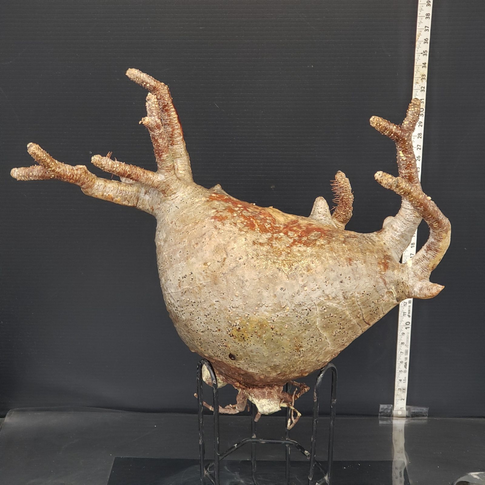 現地球 抜き苗発送 パキポディウムグラキリ 抜き苗発送