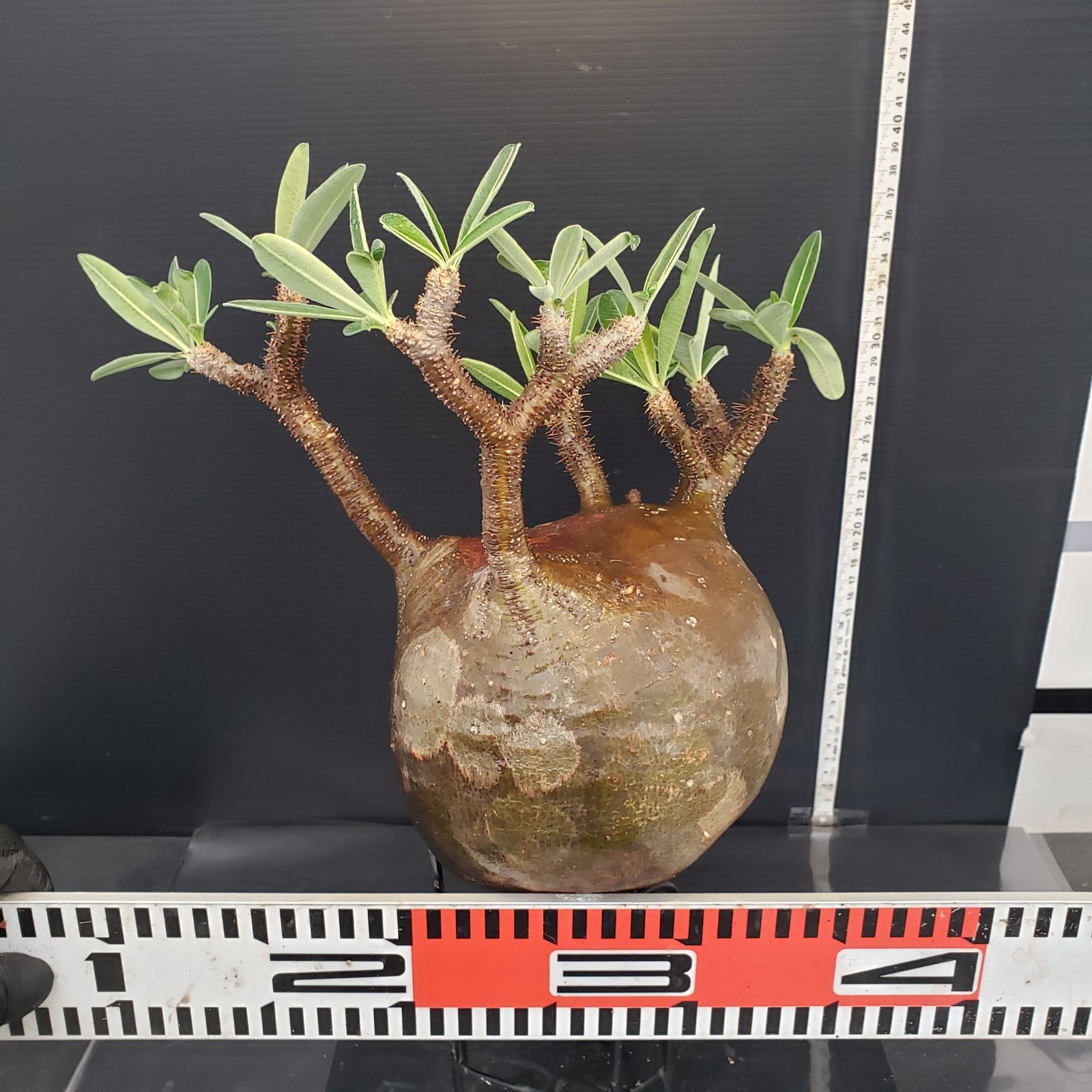 H397【新着】Pachypodium グラキリス（L)（現地球・抜き苗）【塊根植物