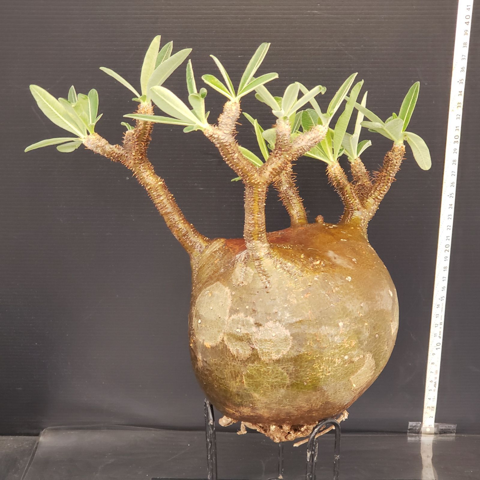 ◾️鉢ごとメルカリ便◾️グラキリスL H397【新着】Pachypodium グラキリス（L)（現地球・抜き苗）【塊根植物