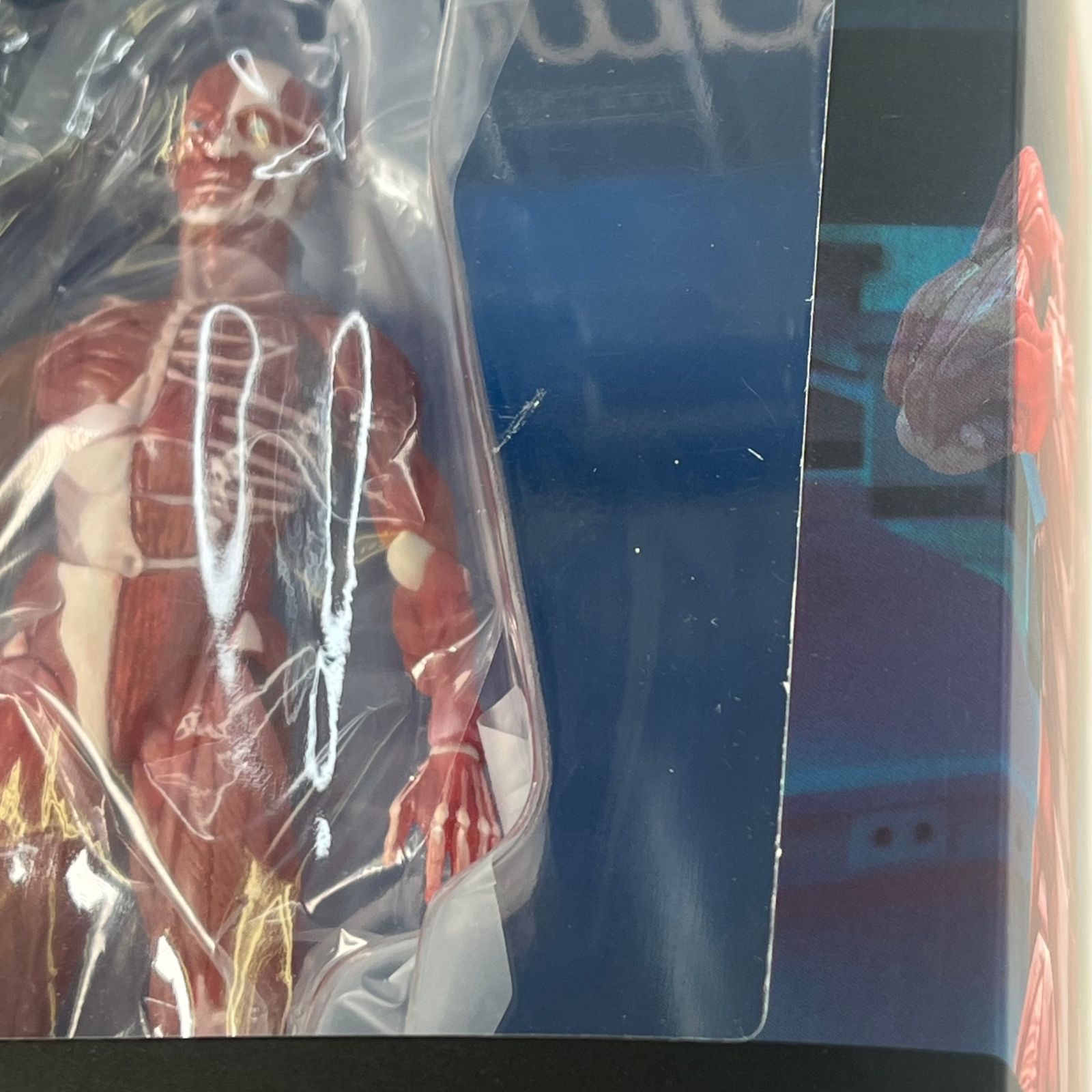 figma 人体模型 中古未開封品 - メルカリ